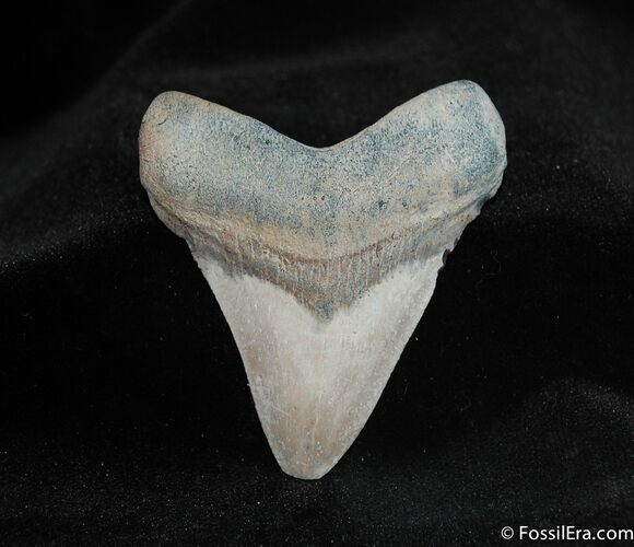 Inch Bone Valley Megalodon Tooth #539